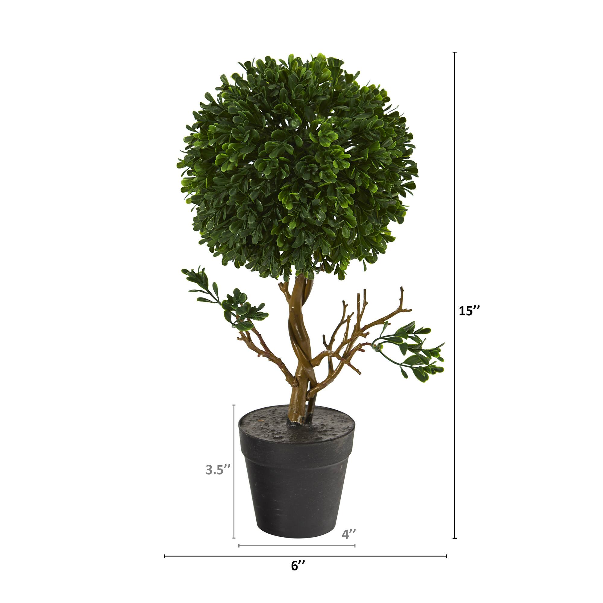 15" Potted Tabletop Boxwood Topiary Tree